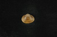 藏品(臺灣蜆)的圖片